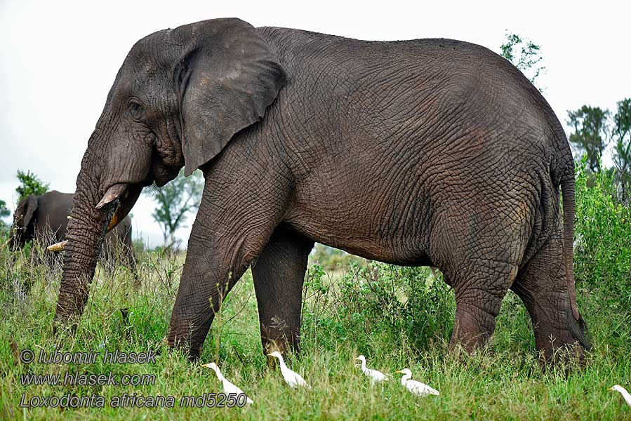Slon africký Loxodonta africana