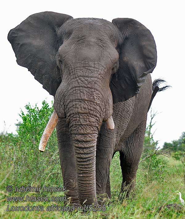 Elefante Africano Loxodonta africana