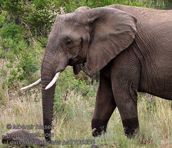 ช้างแอฟริกา Loxodonta africana