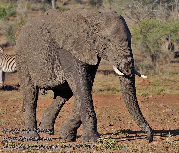 Elefantul african Loxodonta africana