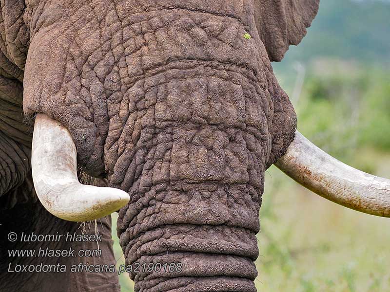 Αφρικής ελέφαντας Loxodonta africana