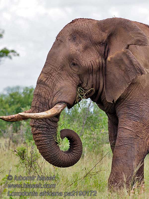 Afriški savanski slon Loxodonta africana
