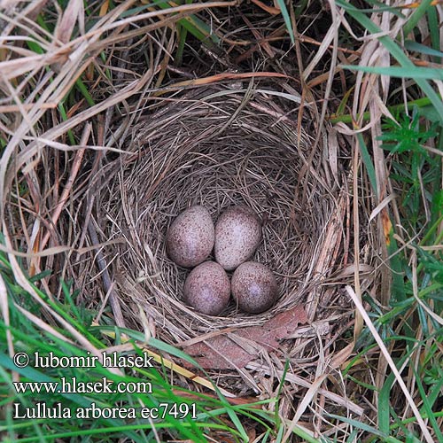 nest eggs Lullula arborea Woodlark Heidelerche Alouette lulu