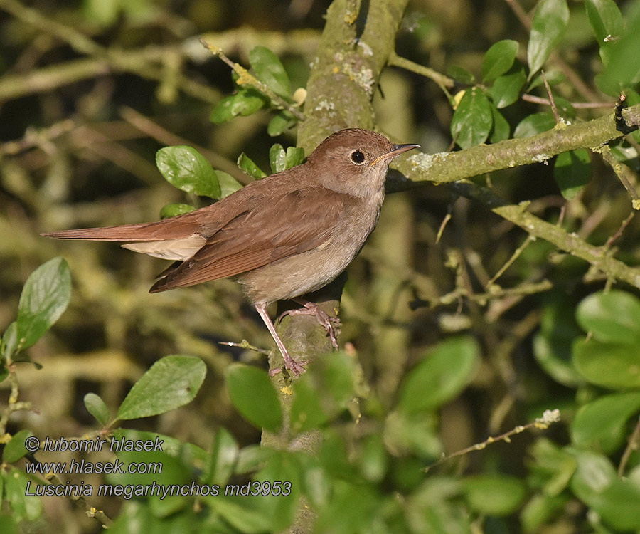 Nightingale Nachtigall Rossignol philomèle Luscinia megarhynchos