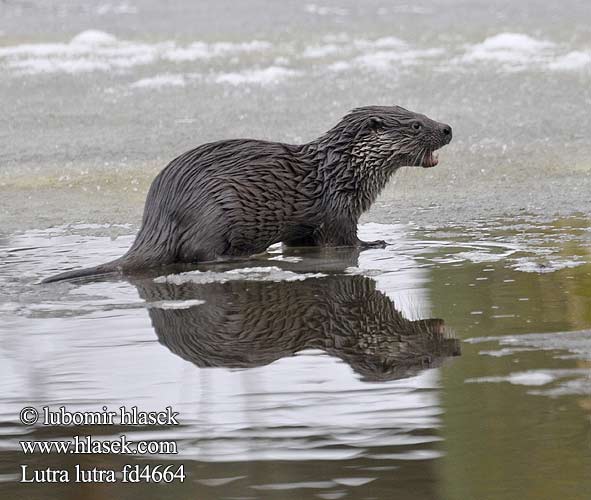 Loutre Europe Fischotter Nutria común Lutra lutra