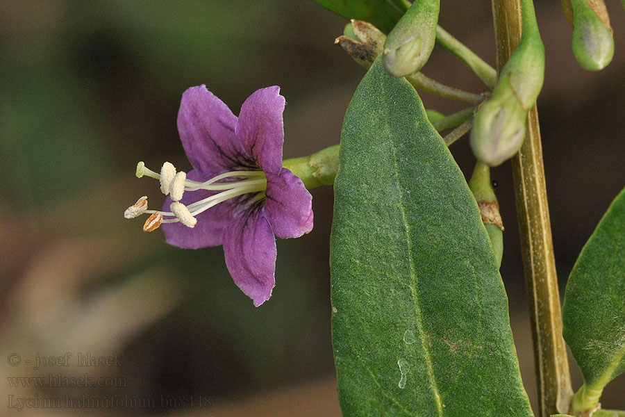 Lycium halimifolium barbarum vulgare