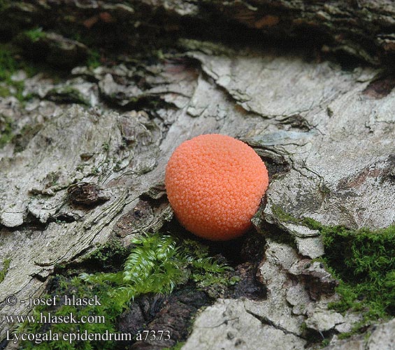 Lycogala epidendrum a7373