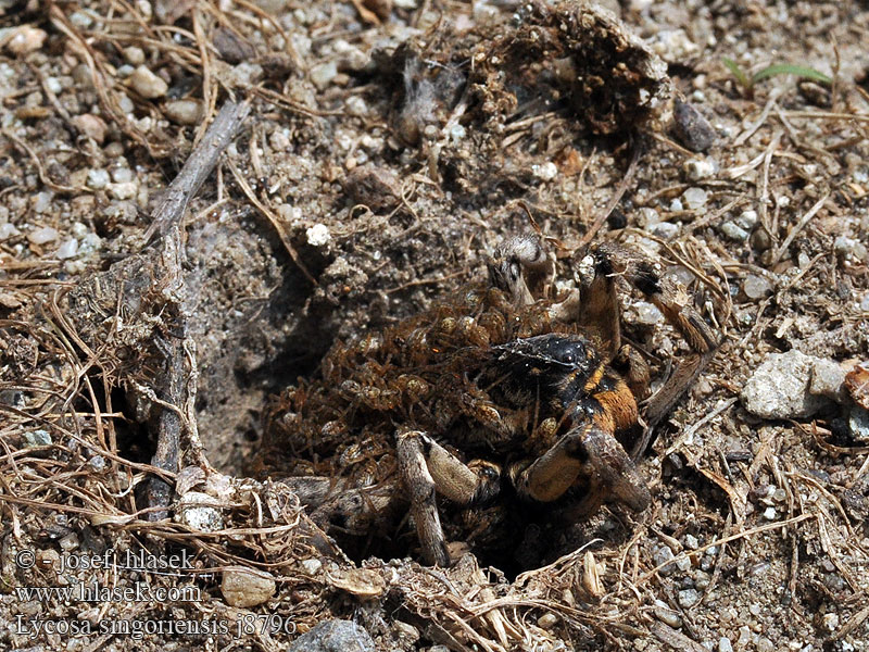 Tarantula ukraińska Южнорусский тарантул Lycosa singoriensis