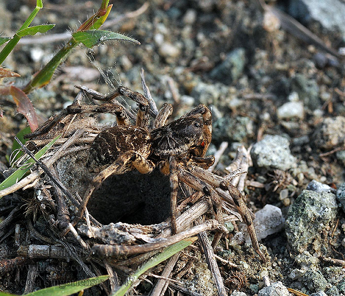 Slíďák tatarský Lycosa singoriensis