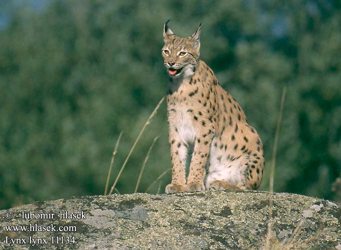Lynx lynx Felis Eurasian Lynx Luchs Lince boreal Rys ostrovid Ryś