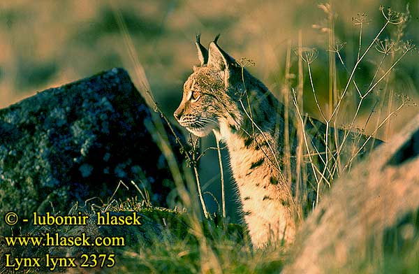 Lynx lynx Felis Eurasian Lynx Luchs Lince boreal Rys ostrovid