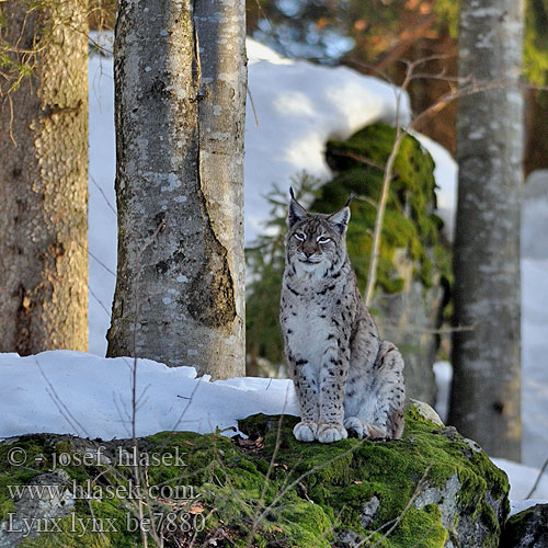 Lynx lynx Rys ostrovid Ryś Gaupe Ilves Hiúz Eirāzijas lūsis Lūšis