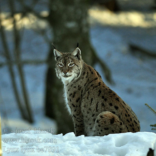 Lynx lynx be7891