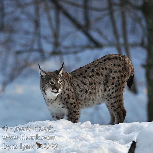 Eвразиатская рысь Рись Felis Eurasian Lynx Luchs