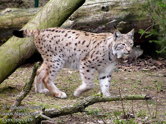 Lynx lynx d19