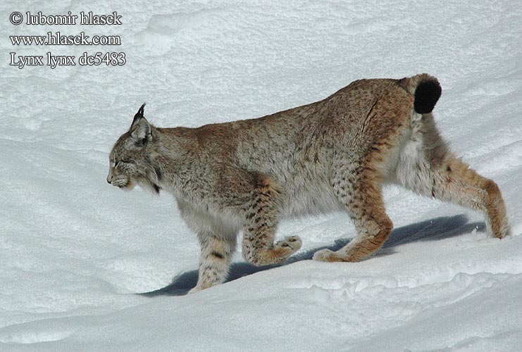 Eurasian Lynx Luchs Lince boreal Rys ostrovid Ryś Gaupe Ilves