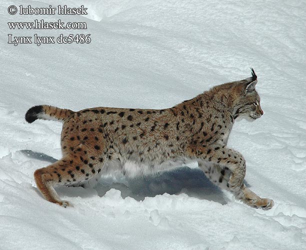 Eurasian Lynx Luchs Lince boreal Rys ostrovid Ryś