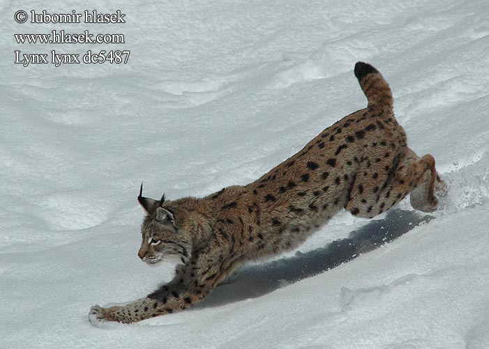 Lynx lynx dc5487