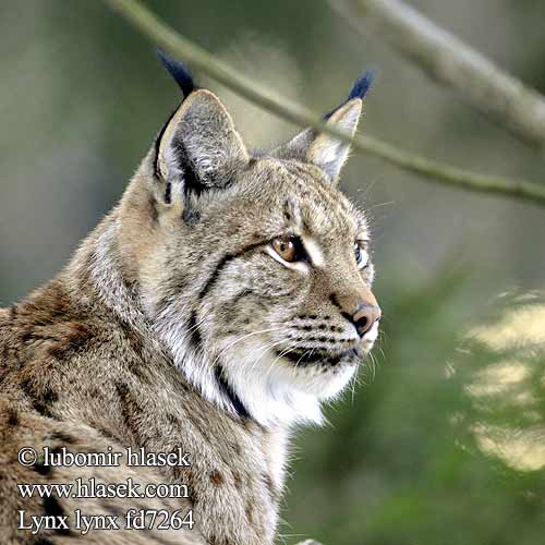 Lynx lynx fd7264