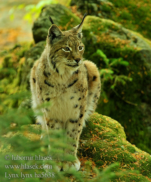 Lynx lynx ha5638