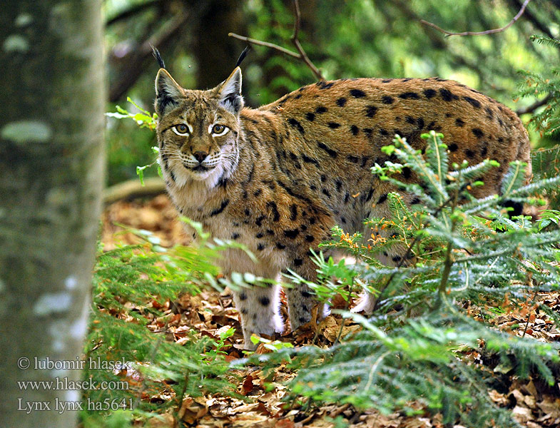 Lynx lynx ha5641