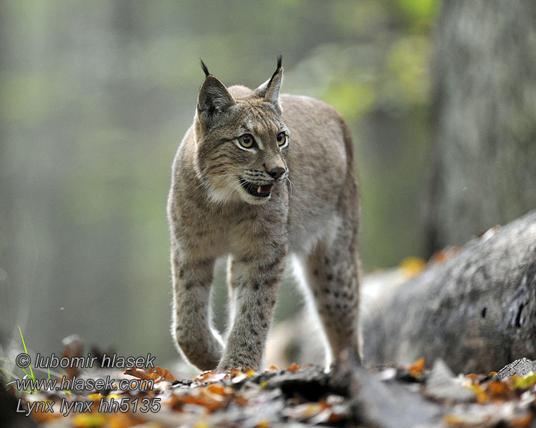Lynx lynx hh5135