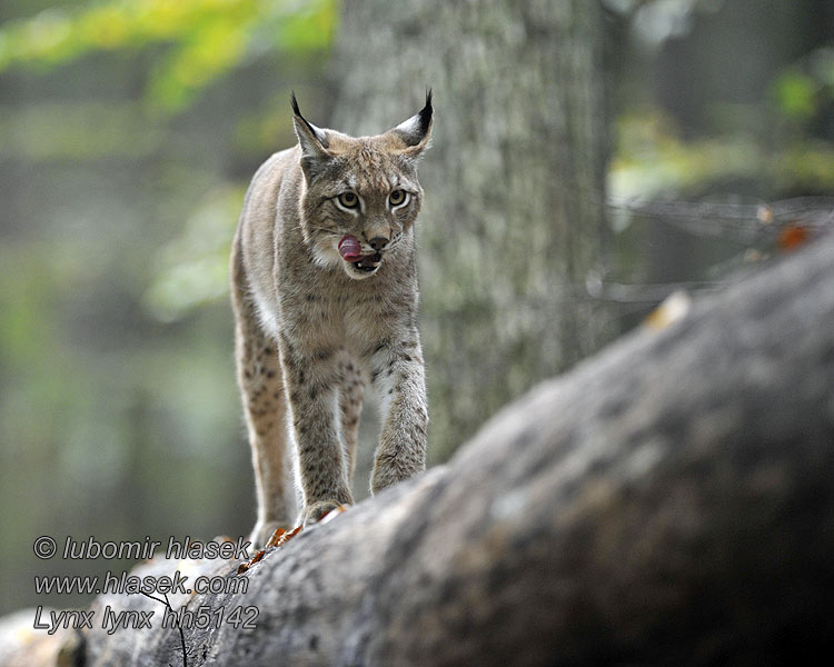 Lynx lynx Ilves