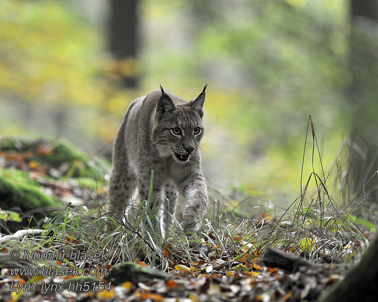 Lynx lynx Eirāzijas lūsis