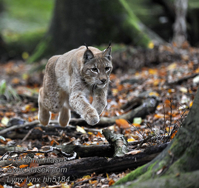Lynx lynx Obični ris