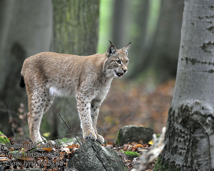 Lynx lynx Lodjur