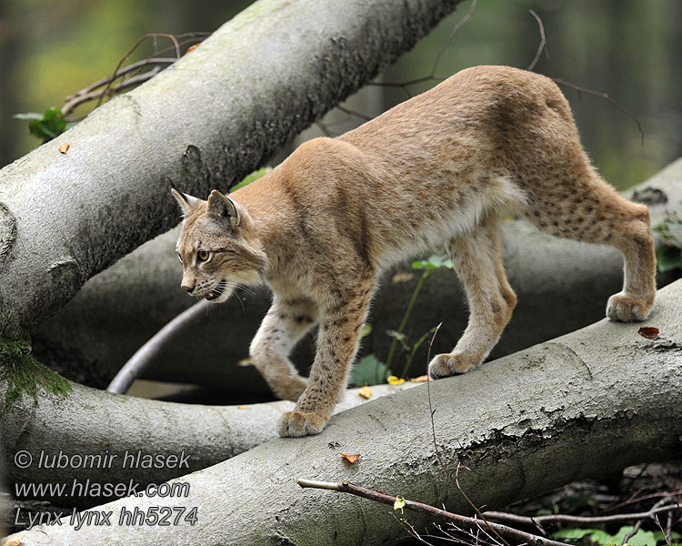 Lynx lynx Chi Linh miêu
