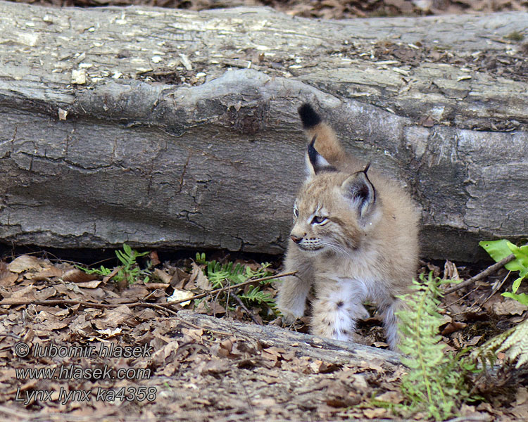 Lynx lynx Felis