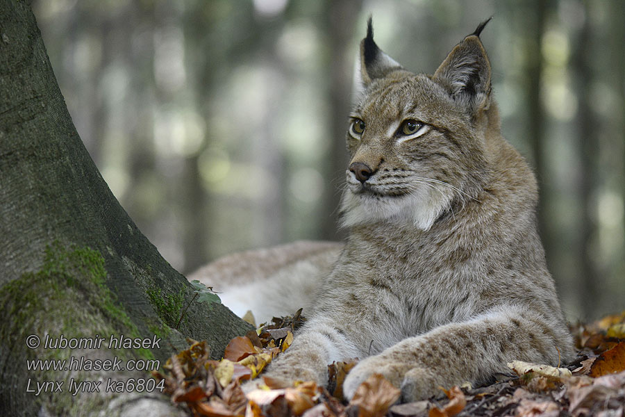 Lynx lynx ka6804