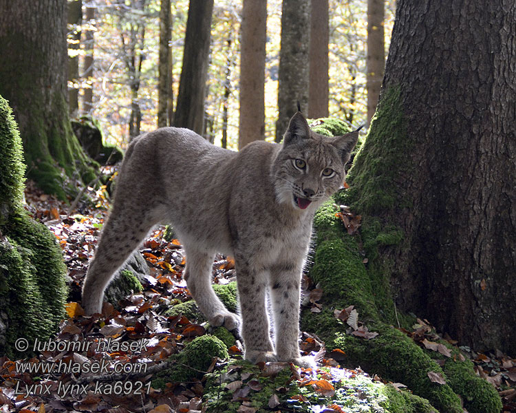 Lynx lynx Luchs