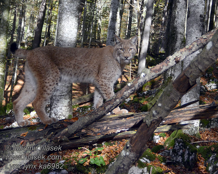 Lynx lynx Ryś