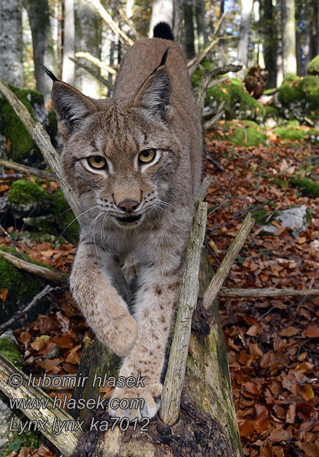 Lodjur Lynx lynx