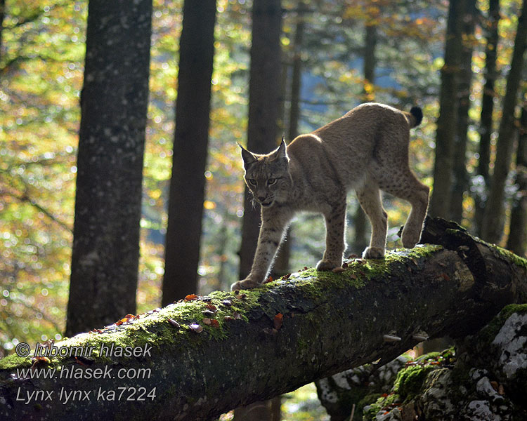 オオヤマネコ Lynx lynx