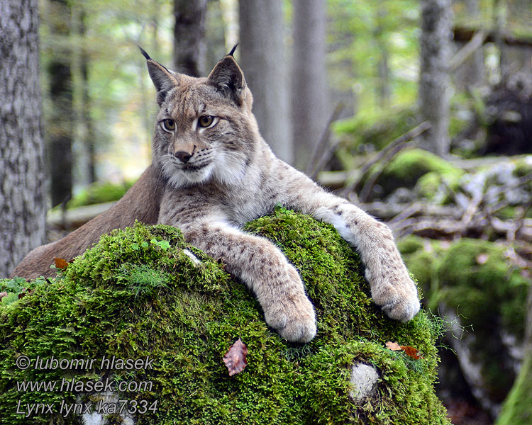 Lynx lynx ka7334