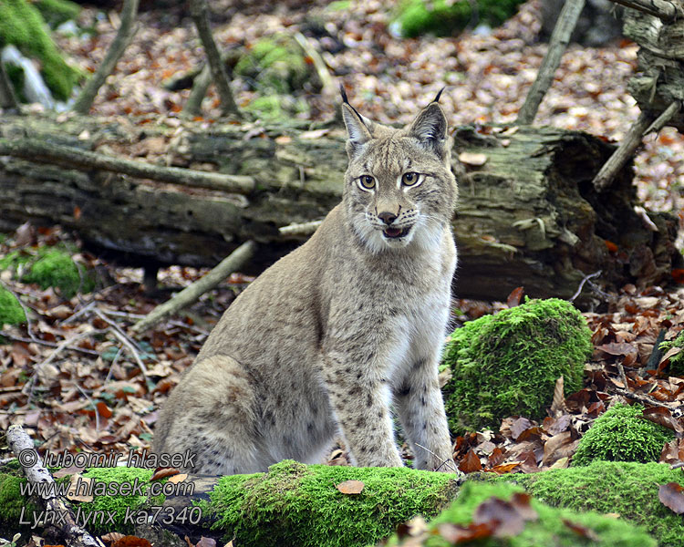 Lynx lynx ka7340