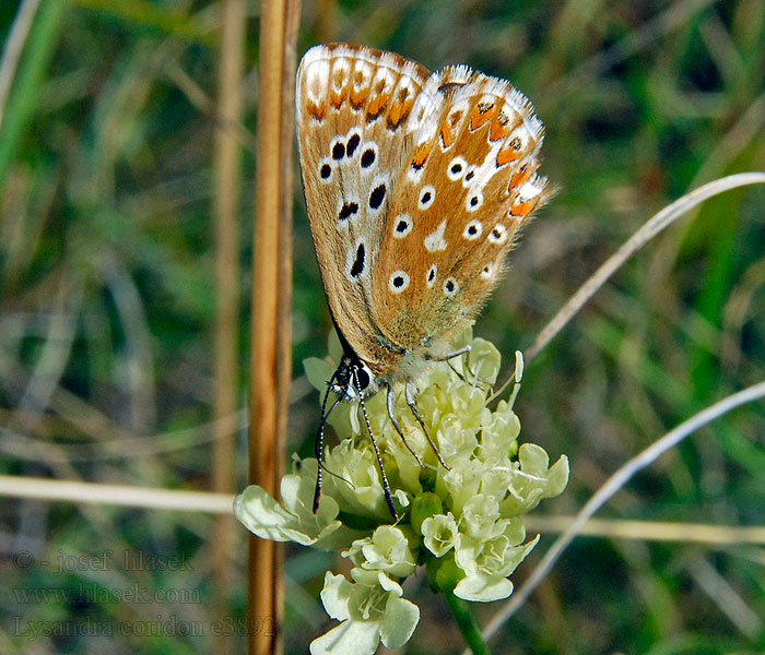 Argus bleu-nacré Lysandra coridon Polyommatus