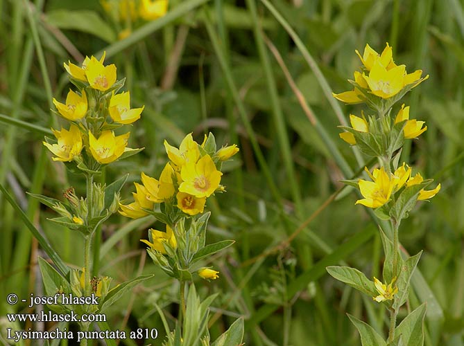 Lysimachia punctata Yellow loosestrife Prikbladet fredlos Tarha-alpi