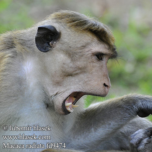 Macaca radiata Bonnet Macaque Makak kápový