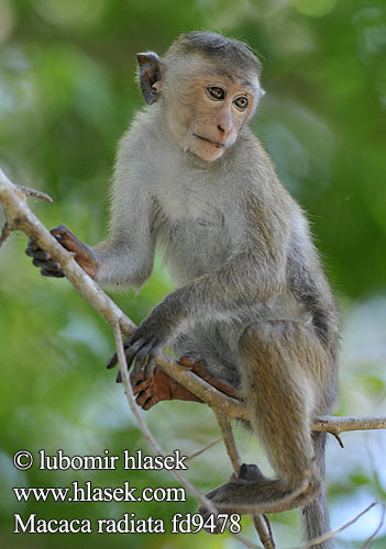 Macaque bonnet 보닛마카크 തൊപ്പിക്കുരങ്ങ
