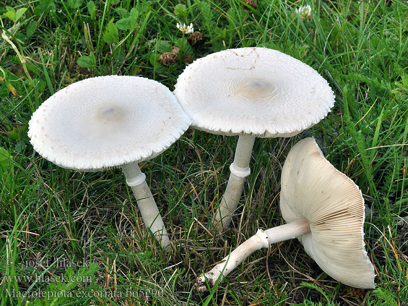 Macrolepiota excoriata Гриб-зонтик белый