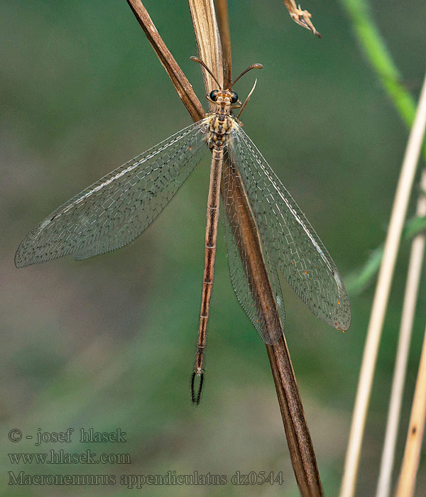 Macronemurus appendiculatus