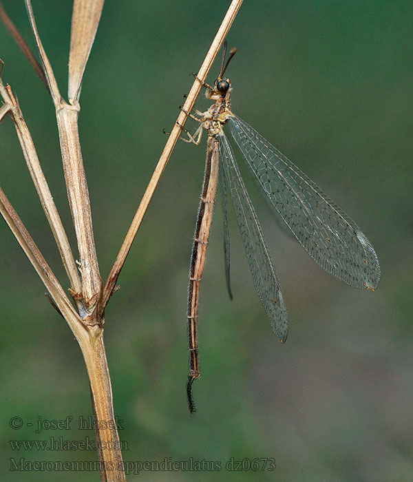 Macronemurus appendiculatus