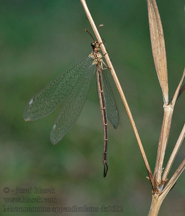 Macronemurus appendiculatus