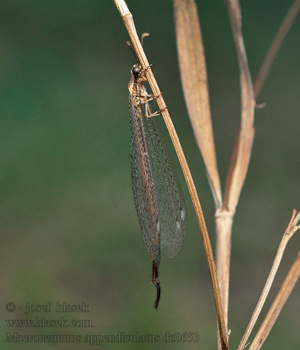 Macronemurus appendiculatus