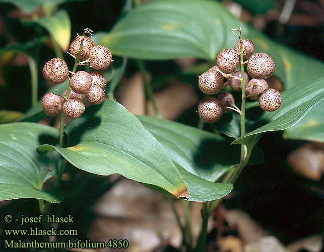 Malanthemum bifolium