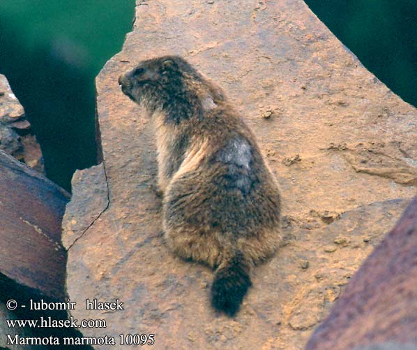 Marmota marmota alpina Alpine Marmot Alpenmurmeltier Marmota común Svišť horský